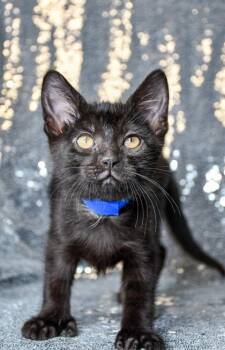 Morty -  Domestic Short Hair Cat for Adoption in Yakima, Washington - Morty | PetCurious