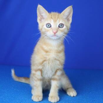 Domestic Short Hair Cats Available for Adoption in Tupelo, Mississippi - Oliver - 041401U | PetCurious