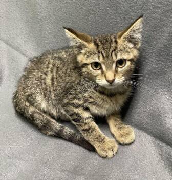 Mufasa -  Domestic Short Hair Cat for Adoption in Jackson, Michigan - Mufasa | PetCurious