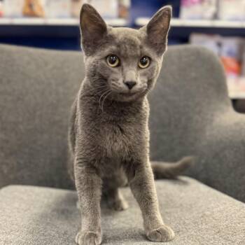 Dwight Schrute *Meet me at Plymouth Petsmart* -  Domestic Short Hair Cat for Adoption in Buffalo, Minnesota - Dwight Schrute *Meet Me At Plymouth Petsmart* | PetCurious