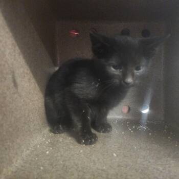 Domestic Short Hair Cats Available for Adoption - Cinder | PetCurious