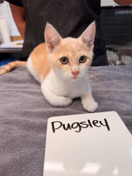 pugsley -  Domestic Short Hair Cat for Adoption in Vancouver, Washington - Pugsley | PetCurious