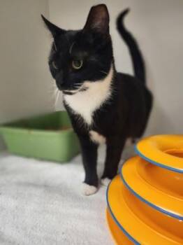 Domestic Short Hair Cats Available for Adoption in Gastonia, North Carolina - Mittens | PetCurious