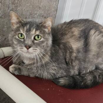 Domestic Short Hair Cats Available for Adoption in Grinnell, Iowa - Maxwell | PetCurious