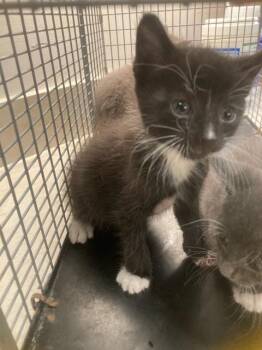 TUX -  Domestic Short Hair Cat Available for Adoption in Baytown, Texas - TUX | PetCurious