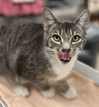Rescue Domestic Short Hair Cats for Adoption in Troutdale, Oregon - Bruno | PetCurious