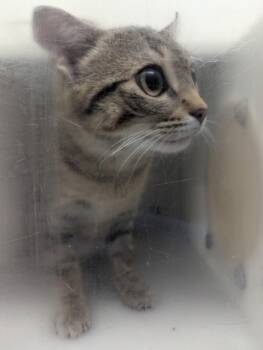 Chummy -  Domestic Short Hair Cat for Adoption in Winnipeg, Manitoba - Chummy | PetCurious
