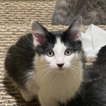 June Bug -  Domestic Medium Hair Cat for Adoption in Layton, Utah - June Bug | PetCurious