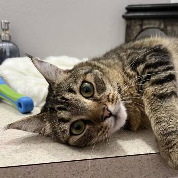 Rescue Domestic Short Hair Cats for Adoption in Portland, Oregon - Iris- One Smart Cookie!  (special Needs) | PetCurious