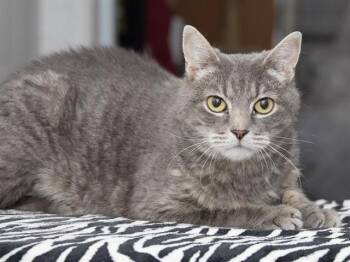Domestic Short Hair Cats Available for Adoption - GERALD | PetCurious
