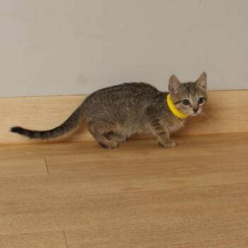 Maki C70426 -  Domestic Short Hair Cat for Adoption in Minnetonka, Minnesota - Maki C70426 | PetCurious