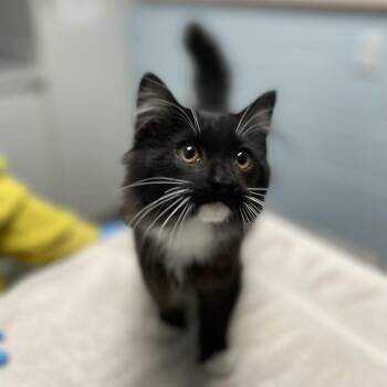 She-Ra -  Domestic Medium Hair Cat for Adoption in Riverside, California - She-Ra | PetCurious