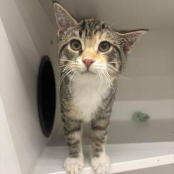 Whitaker -  Domestic Short Hair Cat for Adoption in Pardeeville, Wisconsin - Whitaker | PetCurious