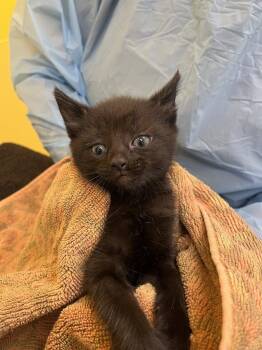 Jeanette -  Domestic Short Hair Cat for Adoption in Raleigh, North Carolina - Jeanette | PetCurious