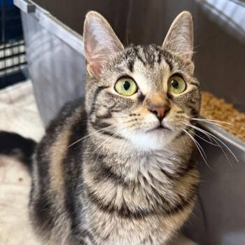 Domestic Short Hair Cats Available for Adoption in Matteson, Illinois - Chloe | PetCurious