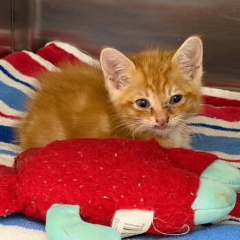 Domestic Short Hair Cats Available for Adoption in Marshall, Texas - Trigger | PetCurious