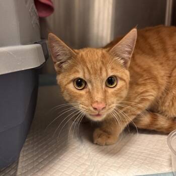 Triangulum -  Domestic Short Hair Cat for Adoption in Salt Lake City, Utah - Triangulum | PetCurious