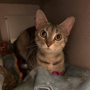 Domestic Short Hair Cats Available for Adoption in Mason City, Iowa - Starla | PetCurious