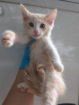 Domestic Long Hair Cats Available for Adoption in San Antonio, Texas - POPCORN | PetCurious