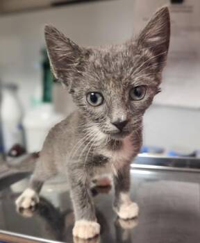 Jeff -  Domestic Short Hair Cat for Adoption in Fresno, California - Jeff | PetCurious