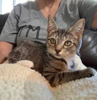 Rescue Domestic Short Hair and Tabby Cats for Adoption in Houston, Texas - Whitney | PetCurious