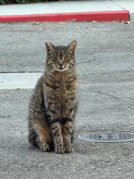 George -  Maine Coon and British Shorthair Cat for Adoption in Burbank, California - George | PetCurious