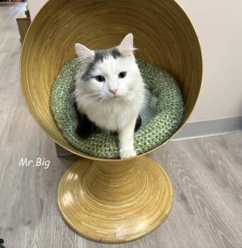 Rescue Domestic Short Hair and Maine Coon Cats for Adoption - Mr Big 1124 | PetCurious