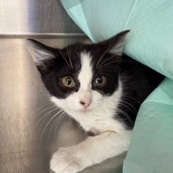 Domestic Short Hair Cats Available for Adoption - Pantera | PetCurious