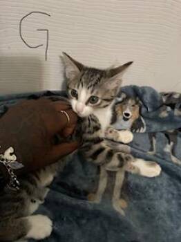 GRACIELA -  Domestic Short Hair Cat for Adoption in San Antonio, Texas - GRACIELA | PetCurious