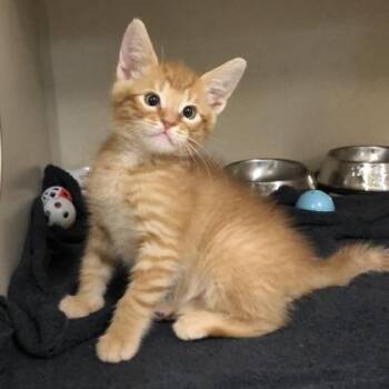 Domestic Medium Hair Cats Available for Adoption in Sacramento, California - Zazu | PetCurious