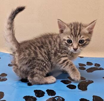 Chip -  Domestic Short Hair Cat Available for Adoption in Washington Court House, Ohio - Chip | PetCurious