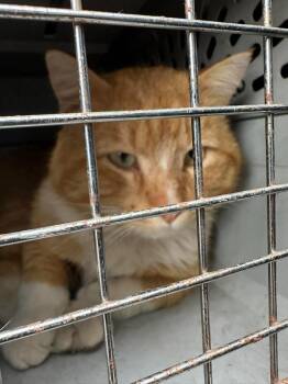Domestic Short Hair Cats Available for Adoption in Cloquet, Minnesota - Garfield | PetCurious