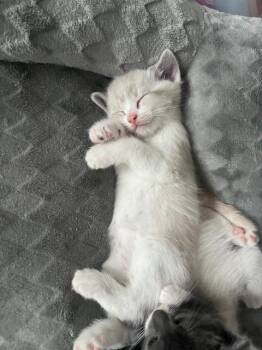 Gouda -  Domestic Short Hair Cat for Adoption in Pawtucket, Rhode Island - Gouda | PetCurious