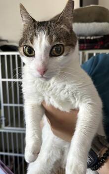 Squash -  Domestic Short Hair Cat for Adoption in Vallejo, California - Squash | PetCurious