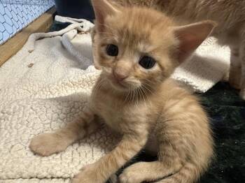 Domestic Short Hair Cats Available for Adoption - Sunny D | PetCurious