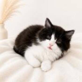 Domestic Short Hair Cats Available for Adoption in Portsmouth, Ohio - Everly | PetCurious