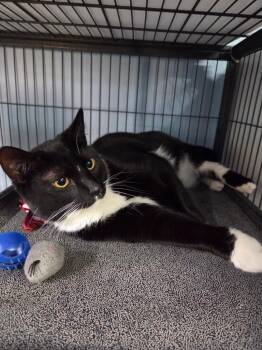 Staten -  Domestic Short Hair Cat for Adoption in Magnolia, Texas - Staten | PetCurious