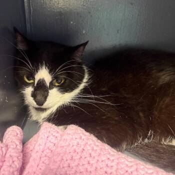 Cabbage Moth -  Domestic Short Hair Cat for Adoption in Dekalb, Illinois - Cabbage Moth | PetCurious