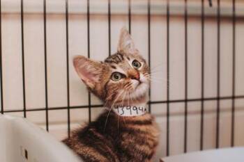 93994a Maverick -  Domestic Short Hair Cat for Adoption in North Charleston, South Carolina - 93994a Maverick | PetCurious