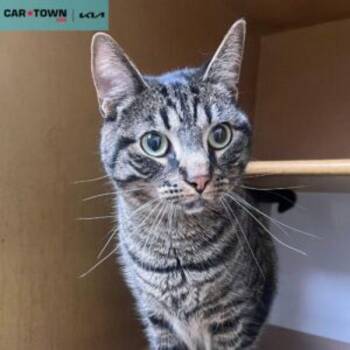 Domestic Short Hair Cats Available for Adoption - Rex | PetCurious