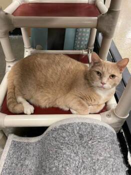 Rescue Domestic Short Hair Cats for Adoption in New Freedom, Pennsylvania - Boss | PetCurious