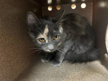 SABRINA -  Domestic Long Hair Cat for Adoption in Colorado Springs, Colorado - SABRINA | PetCurious