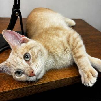 Domestic Short Hair Cats Available for Adoption in Evanston, Illinois - Crush | PetCurious