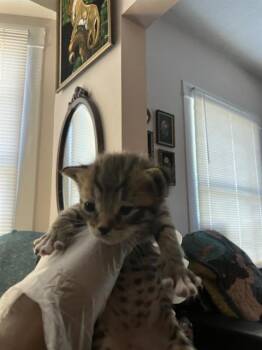 Rescue Domestic Medium Hair Cats for Adoption in Dallas, Texas - ALISA | PetCurious