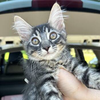 Rescue Tabby and Domestic Long Hair Cats for Adoption in Sacramento, California - Angel | PetCurious