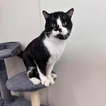 Domestic Short Hair Cats Available for Adoption - Smudge | PetCurious