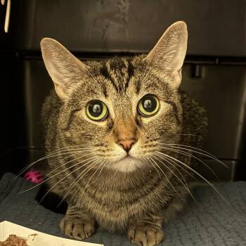 Right Twix -  Domestic Short Hair Cat for Adoption in St. Helena, California - Right Twix | PetCurious