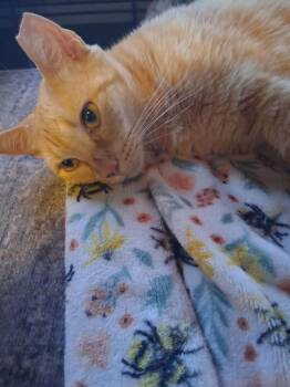 Harper -  Domestic Short Hair Cat for Adoption in Hudson, New Hampshire - Harper | PetCurious