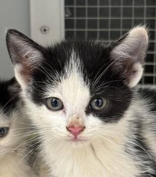 Vicky 552-26 -  Domestic Short Hair Cat for Adoption in Cumming, Georgia - Vicky 552-26 | PetCurious