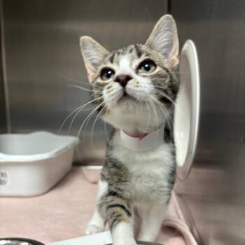 Scribbles -  Domestic Short Hair Cat for Adoption in Lakeland, Florida - Scribbles | PetCurious
